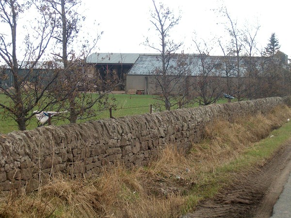 Angus Agriculture